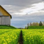 The Unseen Collapse: How Sweden’s Green Revolution Became a Grim Cautionary Tale